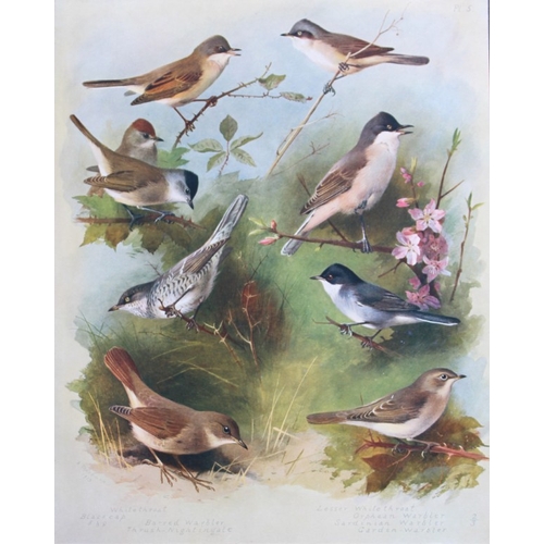 8190 - Archibald Thorburn - 3 prints of Warblers, Wagtails etc 1915.

These 3 chromolithographs are from Br... 