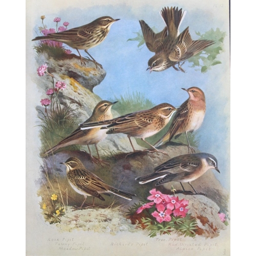 8190 - Archibald Thorburn - 3 prints of Warblers, Wagtails etc 1915.

These 3 chromolithographs are from Br... 