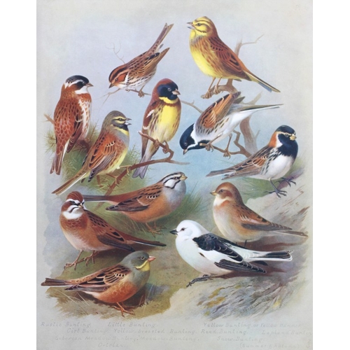 8192 - Archibald Thorburn - 3 prints of Finches and Buntings 1915.

These 3 chromolithographs are from Brit... 