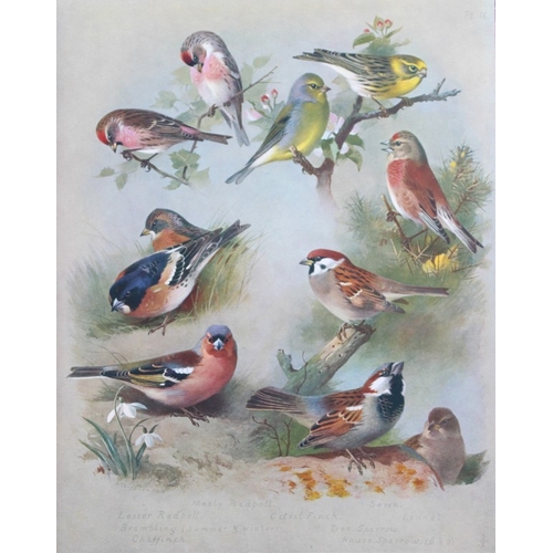 8192 - Archibald Thorburn - 3 prints of Finches and Buntings 1915.

These 3 chromolithographs are from Brit... 