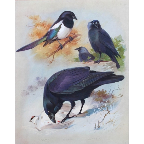 8193 - Archibald Thorburn - 3 prints of British birds 1915.

These 3 chromolithographs are from British Bir... 