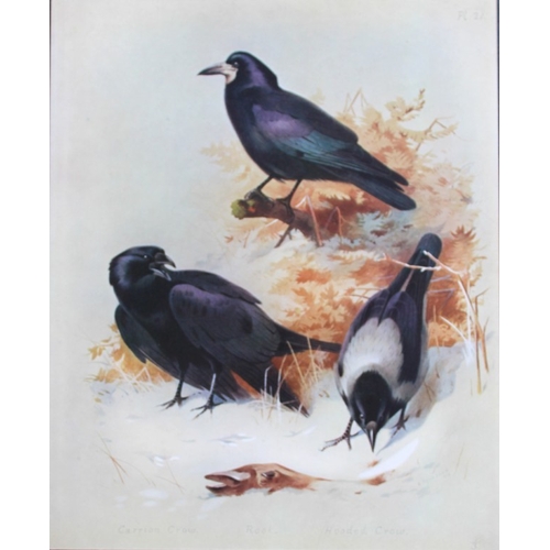 8193 - Archibald Thorburn - 3 prints of British birds 1915.

These 3 chromolithographs are from British Bir... 