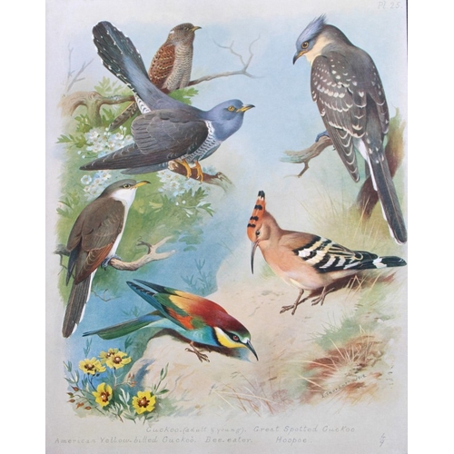 8194 - Archibald Thorburn - 3 prints of Woodpeckers, Cuckoos etc 1915.

These 3 chromolithographs are from ... 