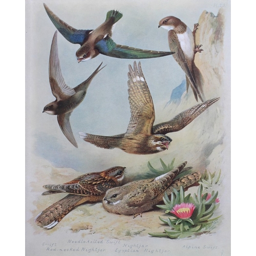 8194 - Archibald Thorburn - 3 prints of Woodpeckers, Cuckoos etc 1915.

These 3 chromolithographs are from ... 