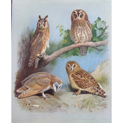 8195 - Archibald Thorburn - 3 prints of Owls 1915.

These 3 chromolithographs are from British Birds by Arc... 