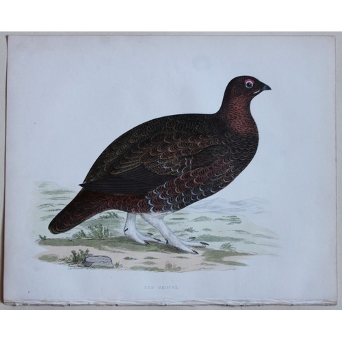 8197 - Beverley Morris - 2 prints of Black and Red Grouse 1855.

These beautiful hand coloured lithograph a... 