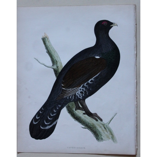 8198 - Beverley Morris - 2 prints of Pheasant and Capercaillie 1855.

These beautiful hand coloured lithogr... 