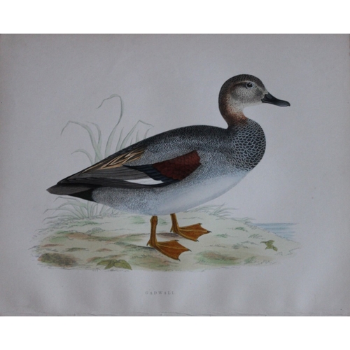 8204 - Beverley Morris - 2 prints of Gadwall and Pintail Duck 1855.

These beautiful hand coloured lithogra... 