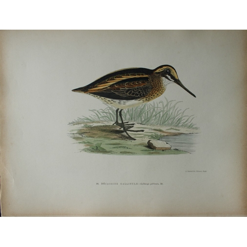 8206 - Beverley Morris - 2 prints of  Great Snipe and Jack Snipe 1876.

These beautiful hand coloured litho... 