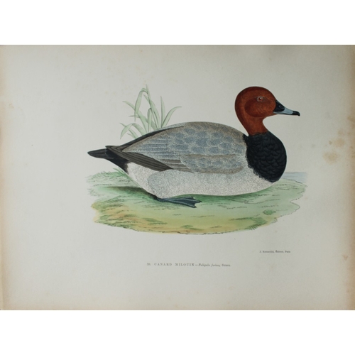 8207 - Beverley Morris - 2 prints of  Tufted Duck and Pochard 1876.

These beautiful hand coloured lithogra... 