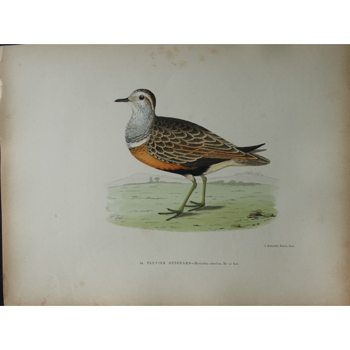 8209 - Beverley Morris - 2 prints of  Dotterel and White-fronted Goose 1876.

These beautiful hand coloured... 