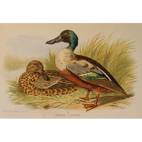 8215 - W Foster - 2 prints of Common Teal and Shoveller 1879.

These two chromolithographs are from The Gam... 