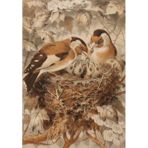 8219 - JG Keulemans - 4 chromolithographs from Bird Life by Brehm 1874.

These chromolithographs are from B... 