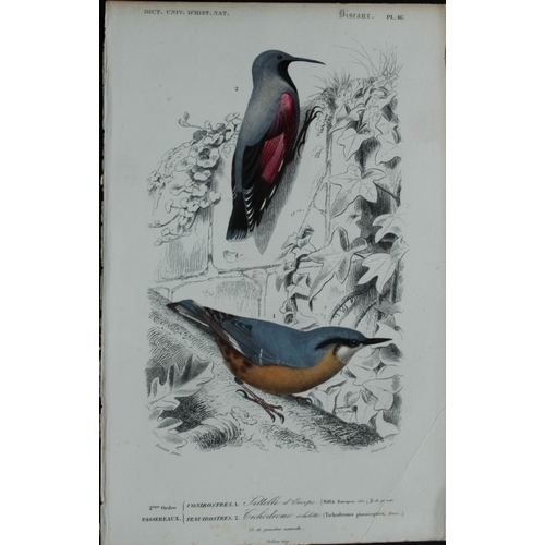 8220 - Edouard Travies  - 3 bird prints from Dict. Univ. 1849.

These prints are from the first edition of ... 