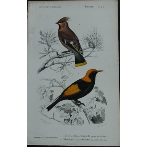 8220 - Edouard Travies  - 3 bird prints from Dict. Univ. 1849.

These prints are from the first edition of ... 