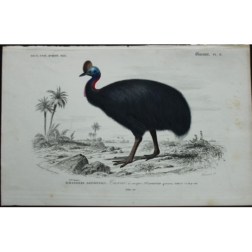 8221 - Edouard Travies  - 3 bird prints from Dict. Univ. 1849.

These prints are from the first edition of ... 