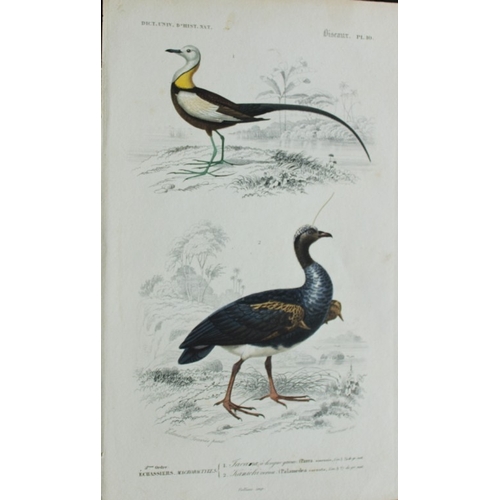 8221 - Edouard Travies  - 3 bird prints from Dict. Univ. 1849.

These prints are from the first edition of ... 