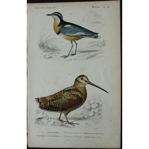 8222 - Edouard Travies  - 3 bird prints from Dict. Univ. 1849.

These prints are from the first edition of ... 