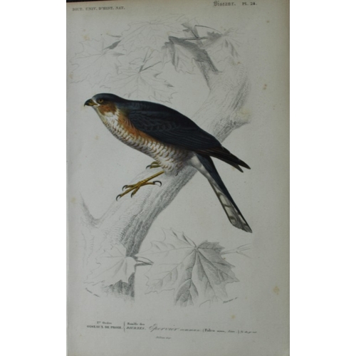 8223 - Edouard Travies  - 3 bird prints from Dict. Univ. 1849.

These prints are from the first edition of ... 