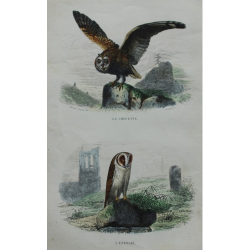 8223 - Edouard Travies  - 3 bird prints from Dict. Univ. 1849.

These prints are from the first edition of ... 