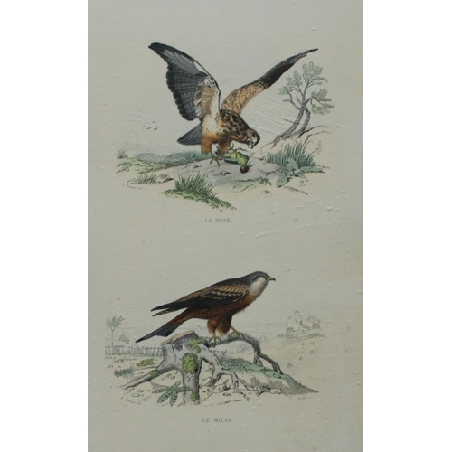 8224 - Edouard Travies - 3 prints of Birds of Prey 1839.

These original hand-coloured steel engravings are... 