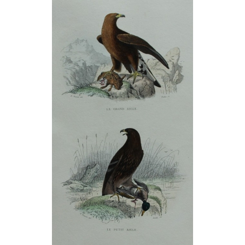 8225 - Edouard Travies - 3 prints of Birds of Prey 1839.

These original hand-coloured steel engravings are... 