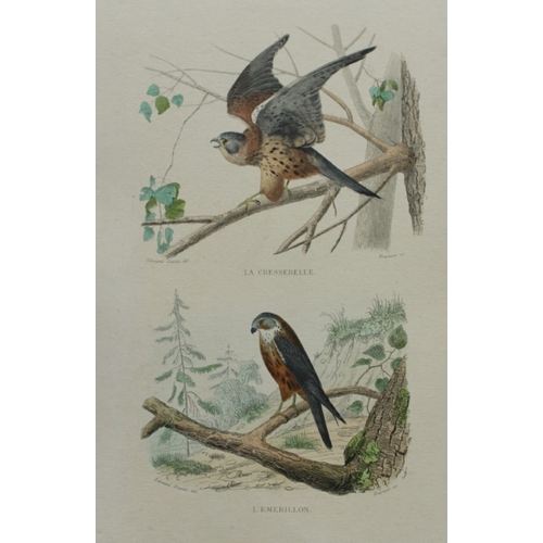 8225 - Edouard Travies - 3 prints of Birds of Prey 1839.

These original hand-coloured steel engravings are... 