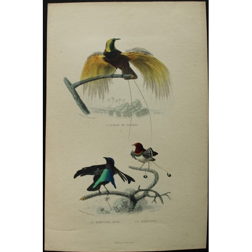 8226 - Edouard Travies - 3 prints of Exotic Birds 1839.

These original hand-coloured steel engravings are ... 