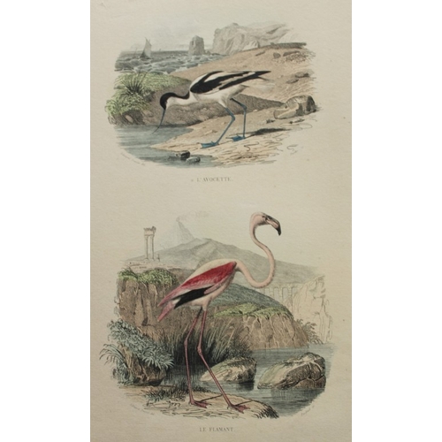 8227 - Edouard Travies - 3 prints of Exotic Birds 1839.

These original hand-coloured steel engravings are ... 