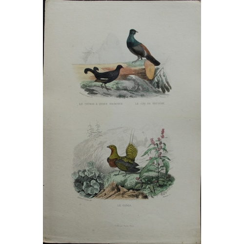 8227 - Edouard Travies - 3 prints of Exotic Birds 1839.

These original hand-coloured steel engravings are ... 