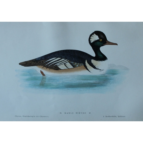 8229 - JC Chenu - 2 prints: Eurasian Wigeon and Common Merganzer 1870.

These hand-coloured lithographs are... 