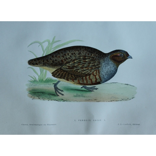 8230 - JC Chenu - 2 prints: Grey Partridge and Common Pheasant 1870.

These hand-coloured lithographs are f... 