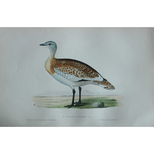 8234 - JC Chenu - 2 prints: Great Bustard and Little Bustard 1870.

These hand-coloured lithographs are fro... 