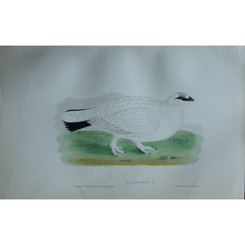 8235 - JC Chenu - 2 prints: Black Grouse and Ptarmigan 1870.

These hand-coloured lithographs are from Orni... 