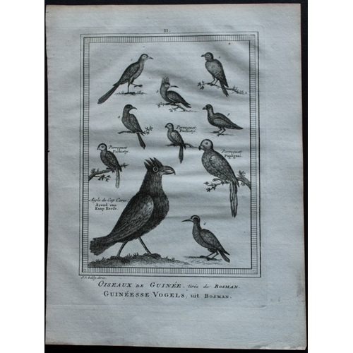 8237 - Jakob van der Schley - Birds of Guinea incl Parrots 1747.

This rare original etching, on hand laid ... 