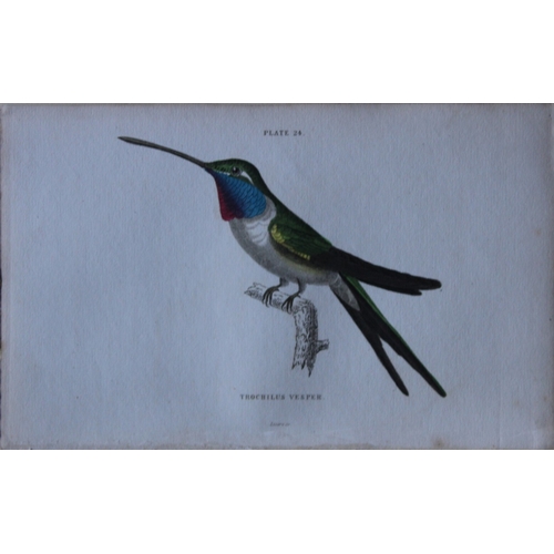 8239 - Jardine & Lizars - 4 prints of Hummingbirds 1833.

These hand-coloured engravings of Humming Birds a... 