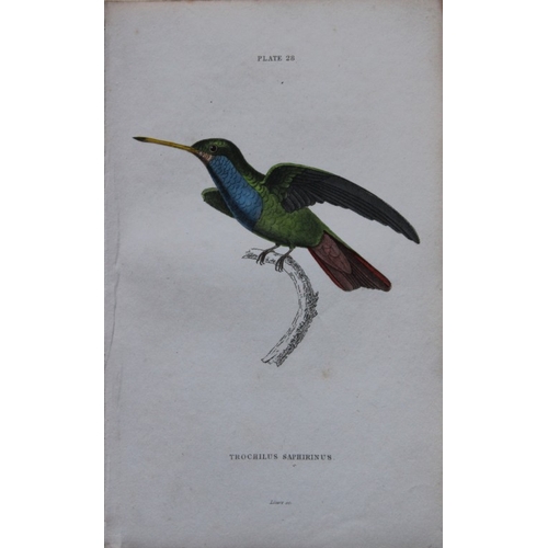 8239 - Jardine & Lizars - 4 prints of Hummingbirds 1833.

These hand-coloured engravings of Humming Birds a... 