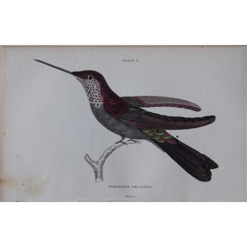 8240 - Jardine & Lizars - 4 prints of Hummingbirds 1833.

These hand-coloured engravings of Humming Birds a... 