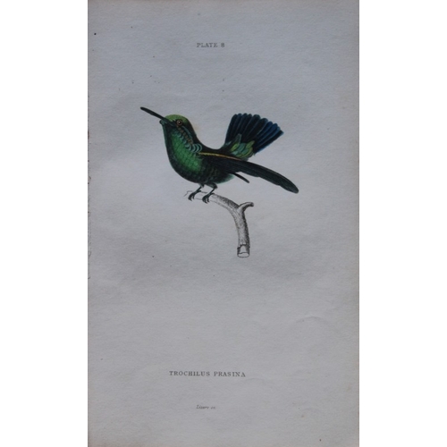 8241 - Jardine & Lizars - 4 prints of Hummingbirds 1833.

These hand-coloured engravings of Humming Birds a... 