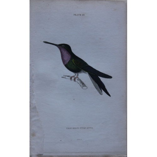 8241 - Jardine & Lizars - 4 prints of Hummingbirds 1833.

These hand-coloured engravings of Humming Birds a... 