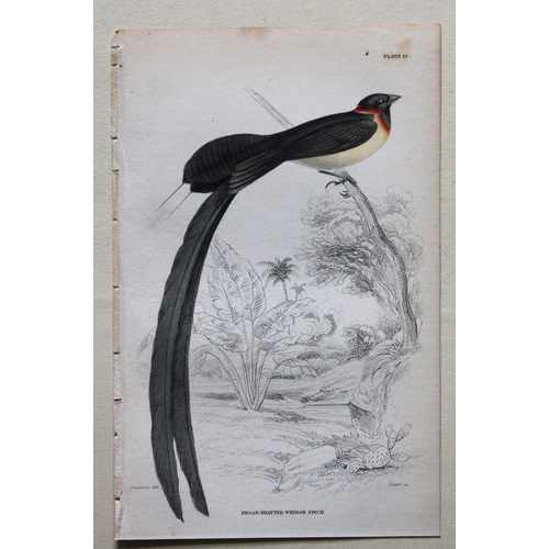 8242 - William Swainson - 4 Birds of Western Africa 1837.

These hand-coloured engravings are from William ... 