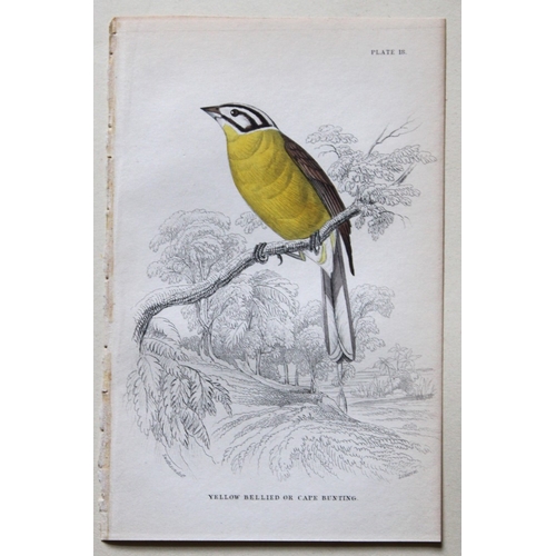 8242 - William Swainson - 4 Birds of Western Africa 1837.

These hand-coloured engravings are from William ... 