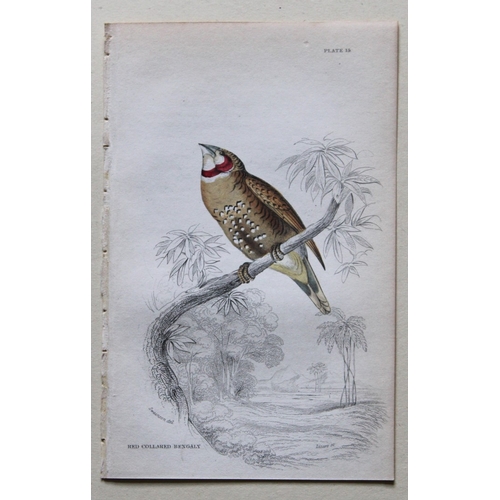 8243 - William Swainson - 4 Birds of Western Africa 1837.

These hand-coloured engravings are from William ... 