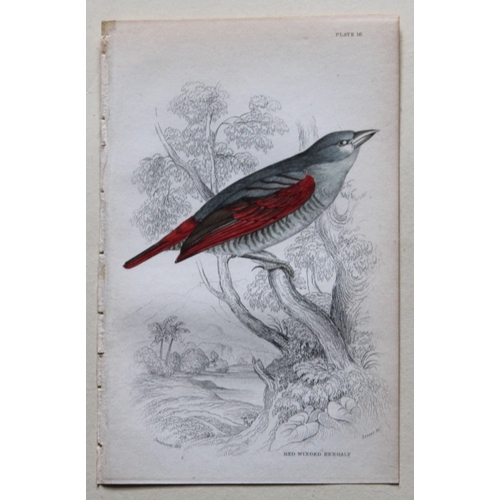 8243 - William Swainson - 4 Birds of Western Africa 1837.

These hand-coloured engravings are from William ... 