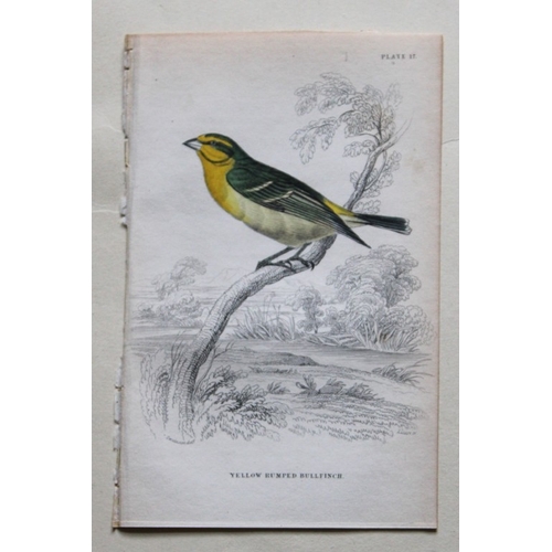 8243 - William Swainson - 4 Birds of Western Africa 1837.

These hand-coloured engravings are from William ... 