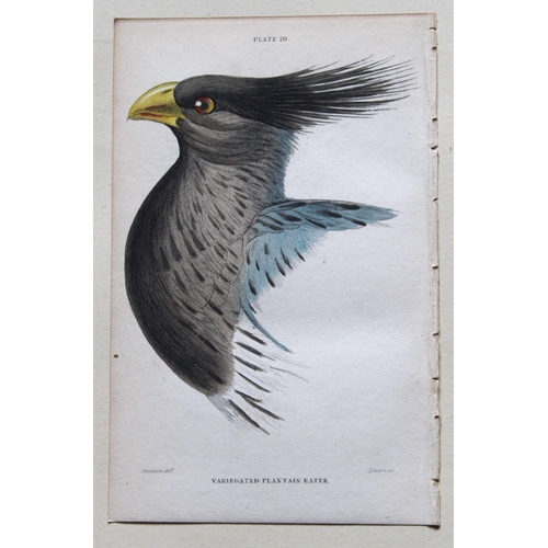 8244 - William Swainson - 4 Birds of Western Africa 1837.

These hand-coloured engravings are from William ... 