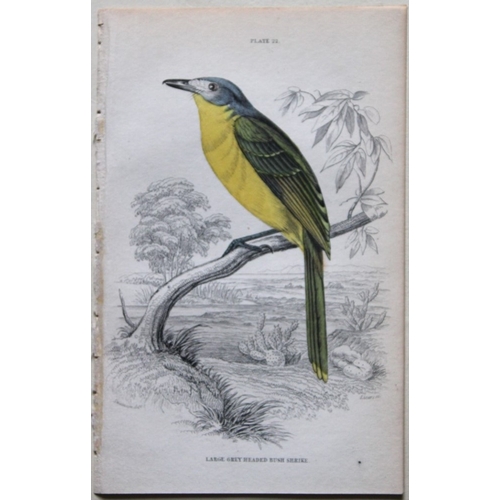 8244 - William Swainson - 4 Birds of Western Africa 1837.

These hand-coloured engravings are from William ... 