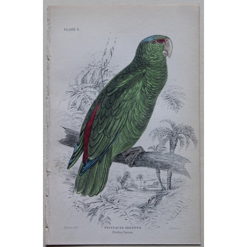 8245 - Edward Lear - 4 engravings of parrots 1836.

These original hand-coloured steel engravings are from ... 