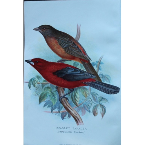 8247 - FW Frohawk - 10 antique prints of finches 1899.

These chromolithographic plates were drawn by Frede... 