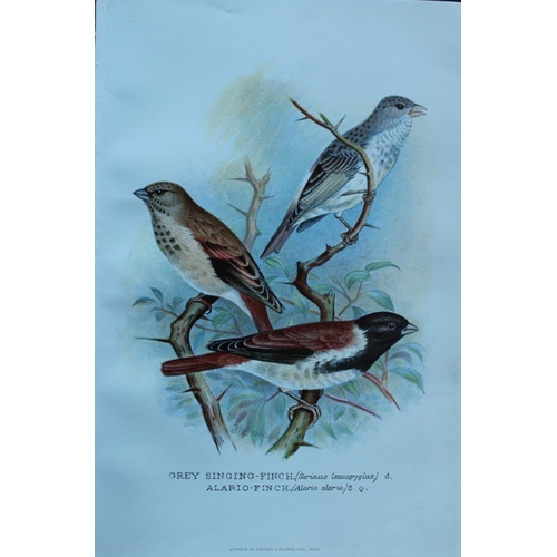 8247 - FW Frohawk - 10 antique prints of finches 1899.

These chromolithographic plates were drawn by Frede... 